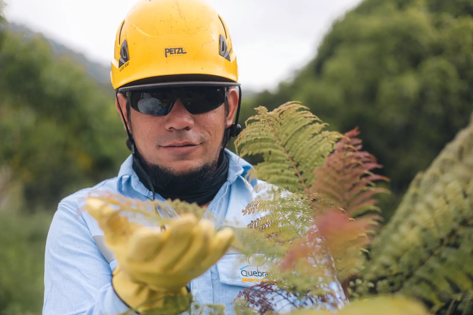 Un trabajador con casco amarillo, gafas oscuras, guantes y camisa azul de Quebradona sostiene la hoja de un helecho entre la vegetación.