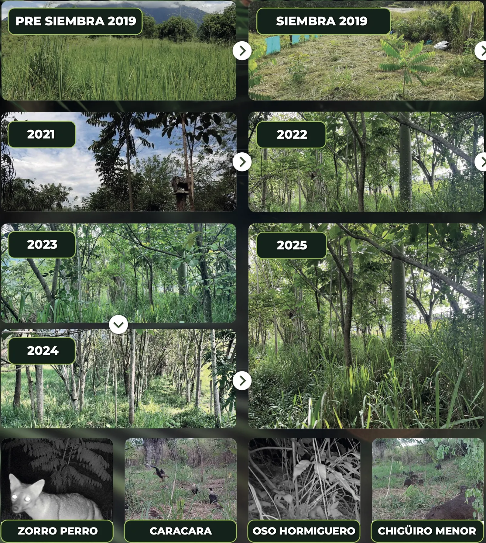 Secuencia de fotos de un área de restauración ecológica, desde un pastizal abierto antes de la siembra de 2019, pasando por plántulas recién sembradas, hasta un bosque joven y denso en 2025; abajo, cuatro fotos de cámara trampa con un zorro, aves caracara, un oso hormiguero entre la vegetación y chigüiros.
