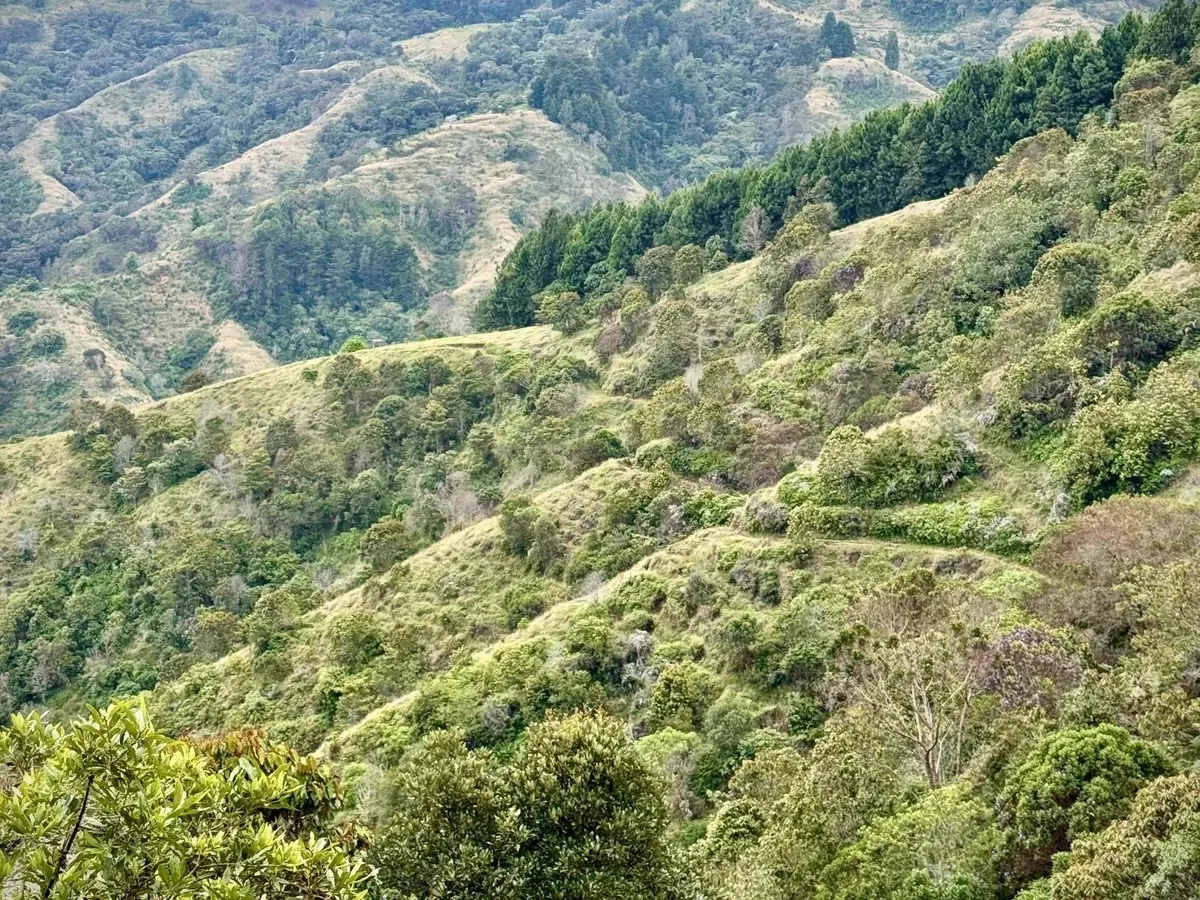Ladera de montaña cubierta de bosque y matorrales verdes, con un camino que la cruza y otras montañas al fondo.