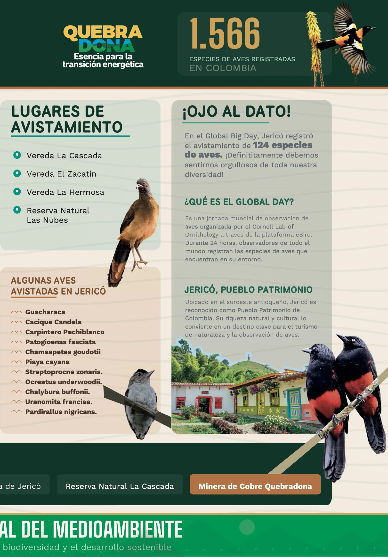 Segunda página de la infografía: 1.566 especies de aves registradas en Colombia; lugares de avistamiento (veredas La Cascada, El Zacatín y La Hermosa, y Reserva Natural Las Nubes); lista de algunas aves avistadas en Jericó; recuadros «¡Ojo al dato!», «¿Qué es el Global Day?» y «Jericó, Pueblo Patrimonio», con fotos de aves y de casas coloniales de Jericó.