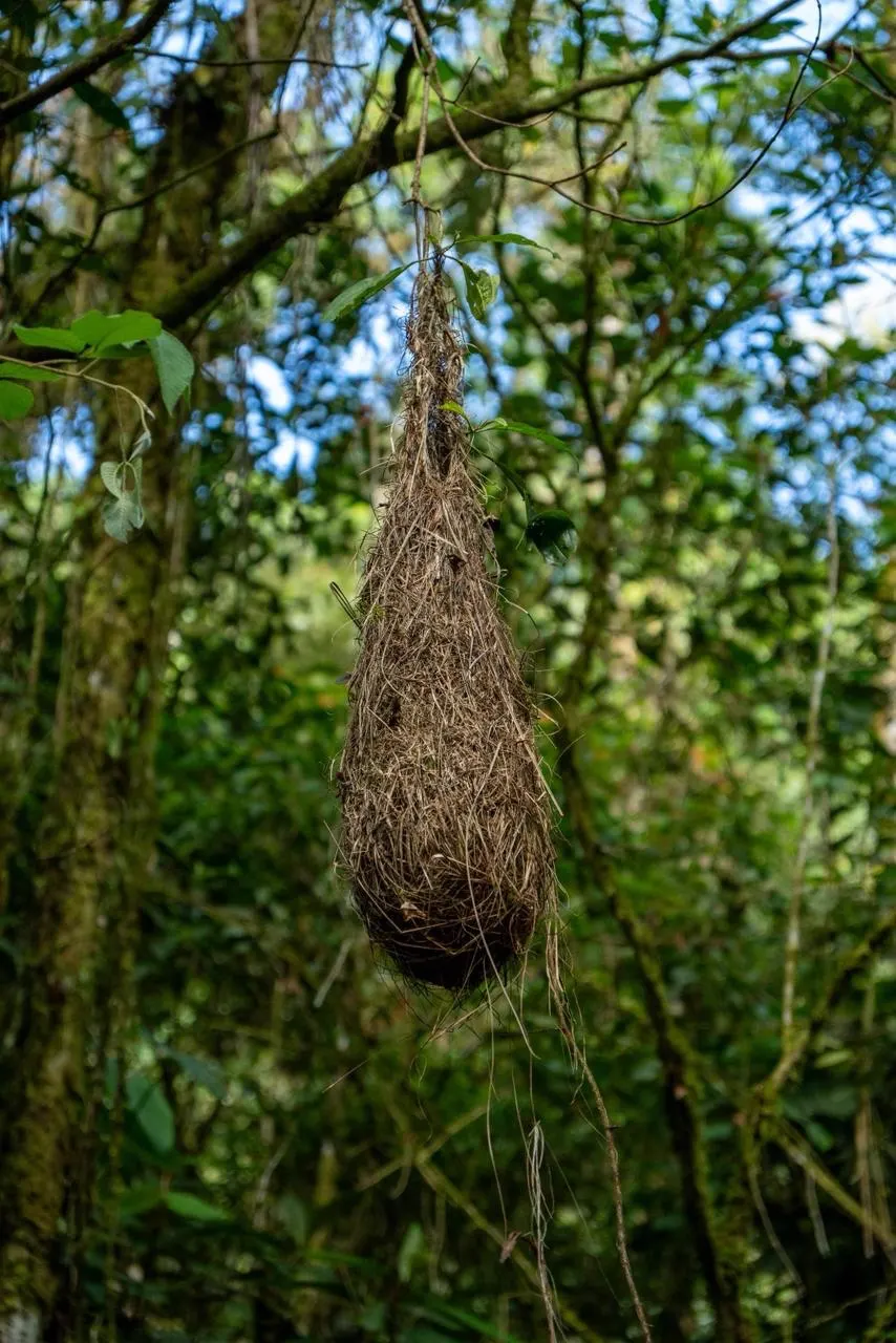 Nido alargado tejido con fibras secas que cuelga de una rama en medio del bosque.
