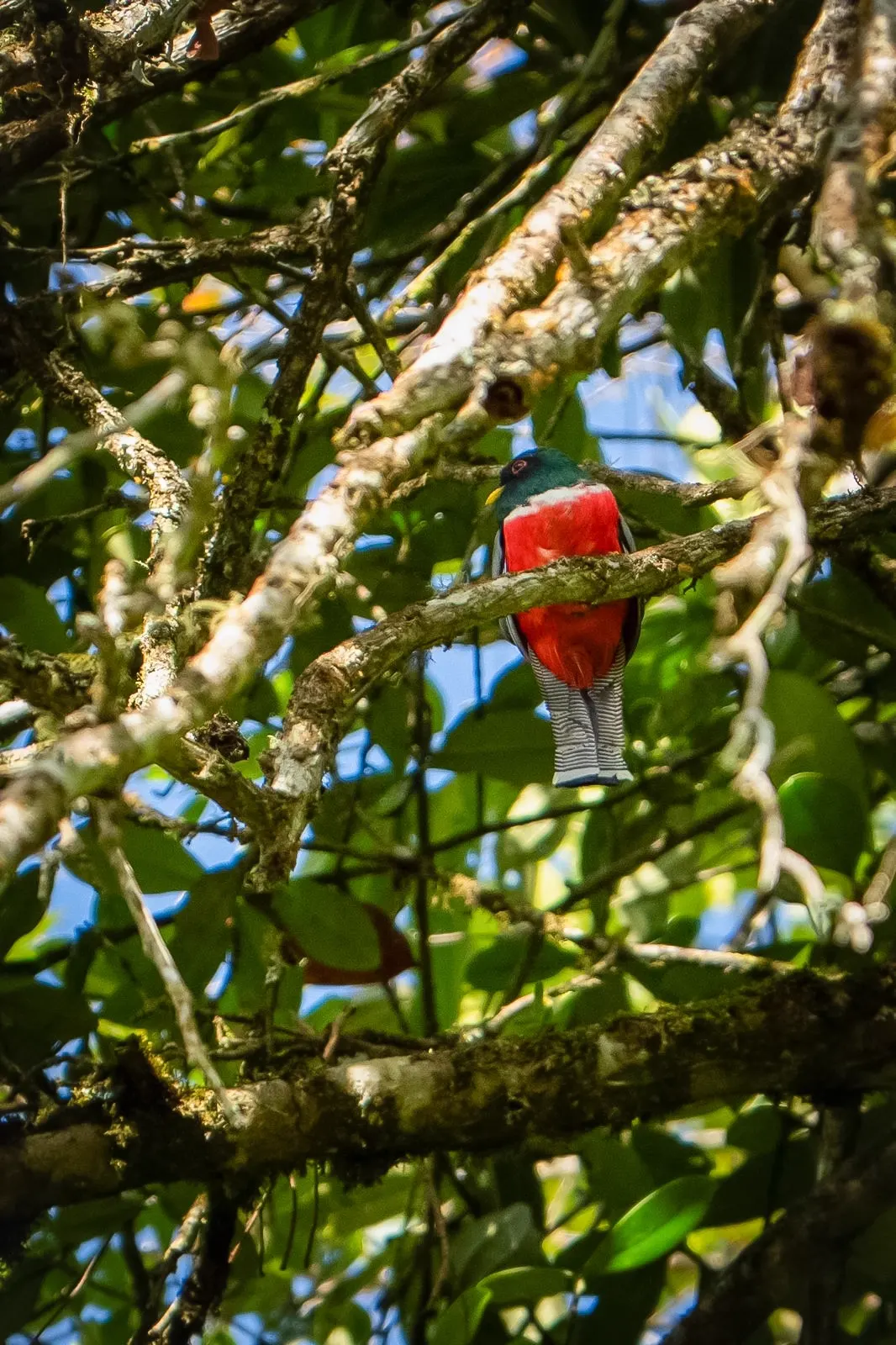 Trogón de pecho rojo, cabeza verde y cola rayada en blanco y negro, posado en una rama entre el follaje de un árbol.