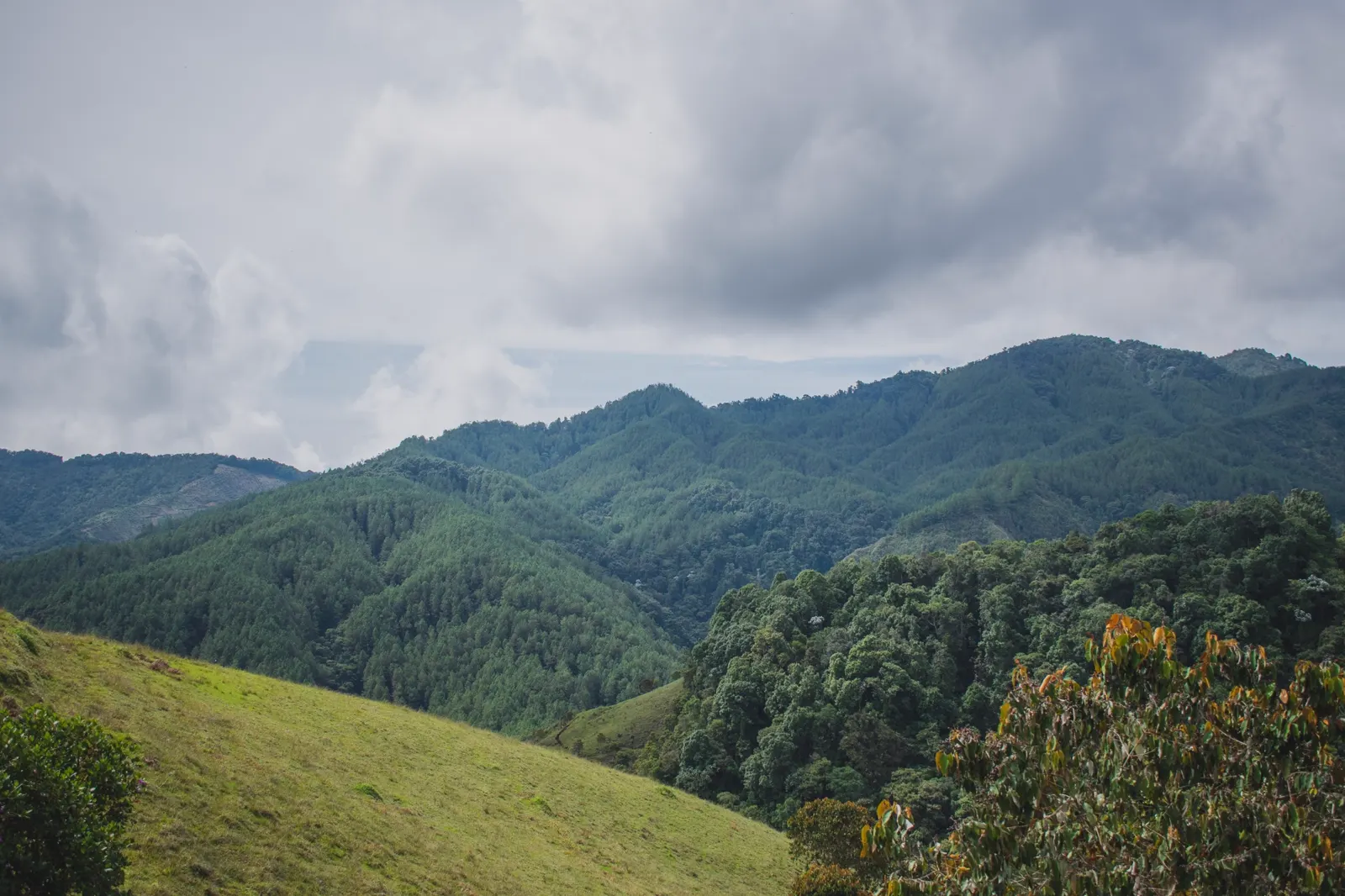Montañas cubiertas de plantaciones de pino y bosque, con una ladera de pasto en primer plano y nubes grises en el cielo.