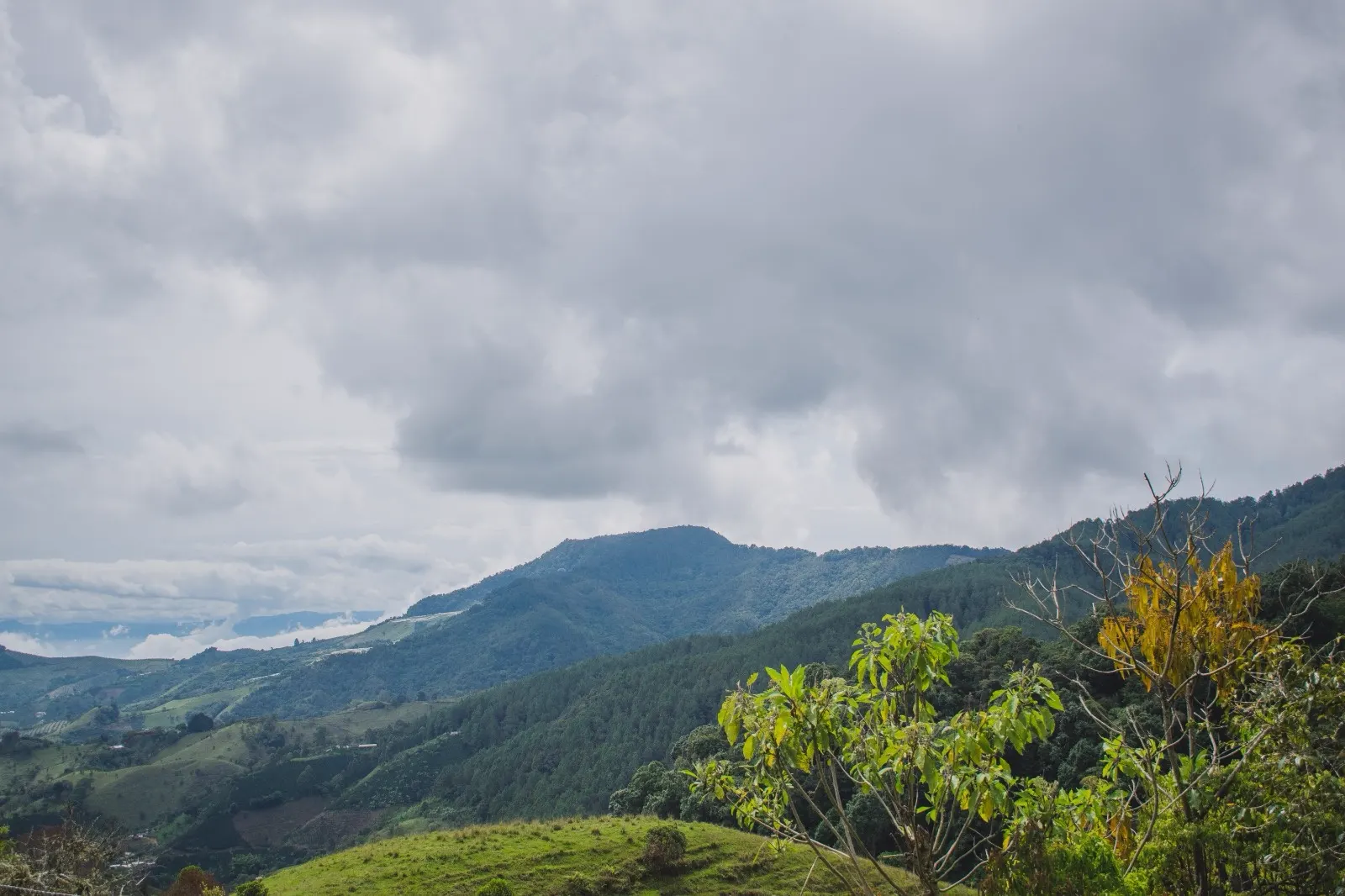 Paisaje de montaña con laderas verdes, bosque y árboles en primer plano bajo un cielo cubierto de nubes grises.