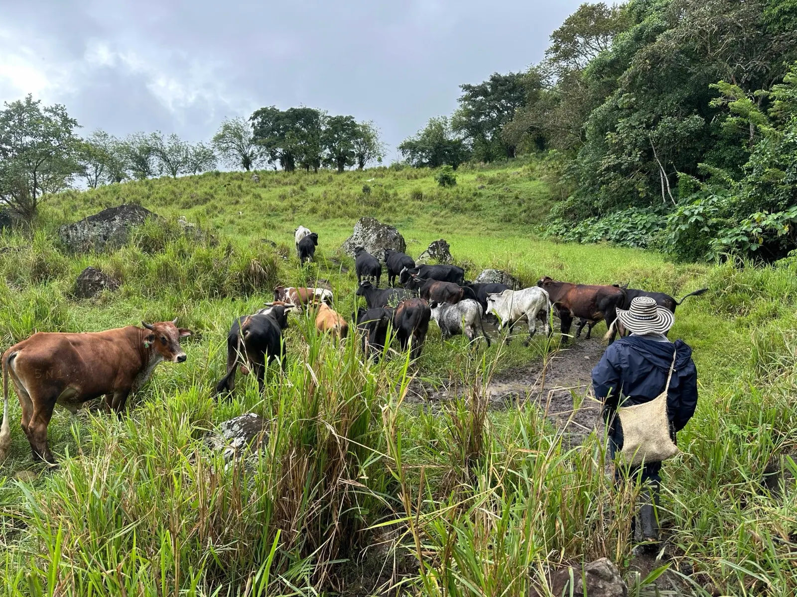 Un grupo de bovinos de distintos colores pasta en una ladera verde mientras una persona con sombrero y mochila los observa.