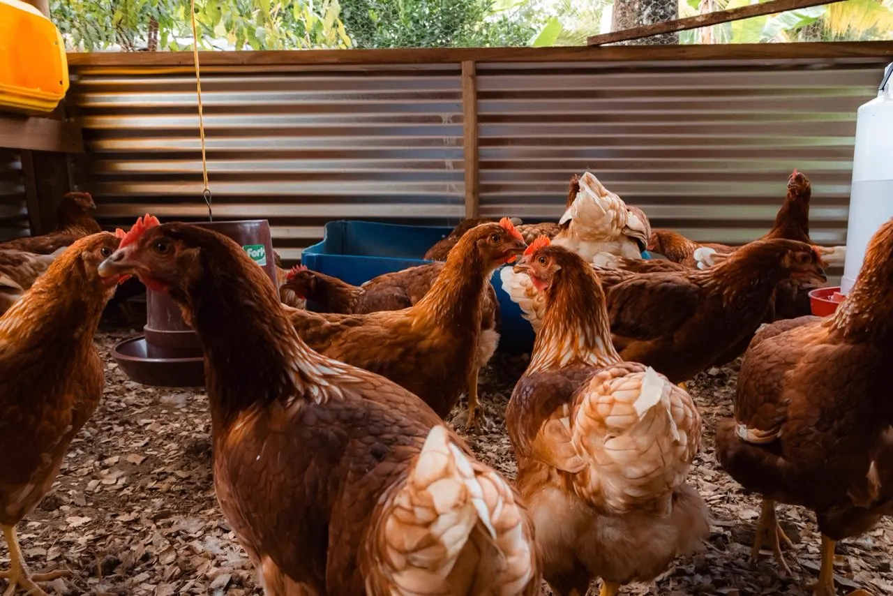 Gallinas de plumaje marrón en un galpón con paredes de lámina.